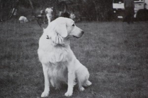 Ara z Lassakowej Dziedziny