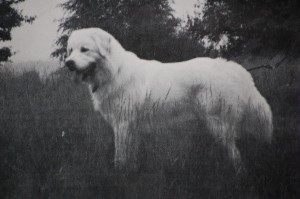 Bollek v.d. hohen Tatra 1989 BOB in Harsewinkel